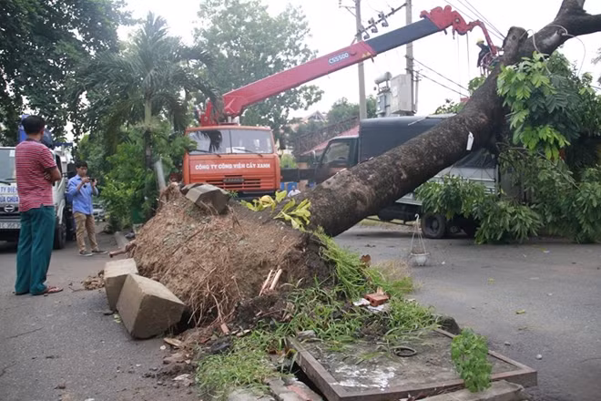 Gốc cây xà cừ bị bật sau cơn giông