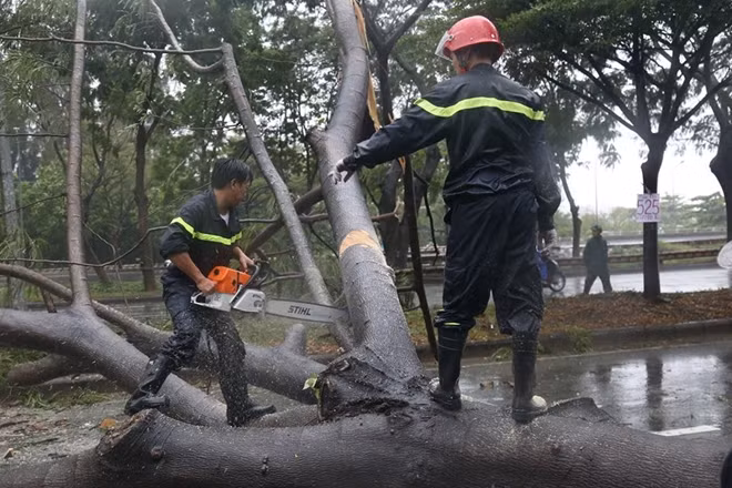Khắc phục cây xanh ngã đổ