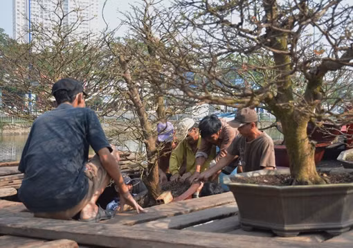 Mai vàng bung nụ này cuối năm, giá không giảm ảnh 16