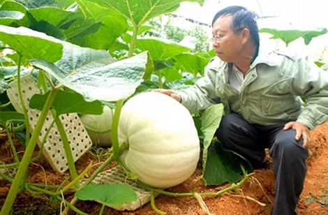 Ông Lê Hữu Phan bên những trái bí khủng.