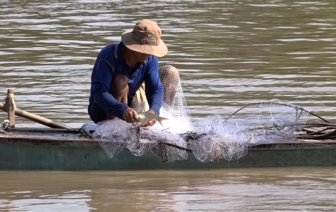 Nước lũ về đem theo nguồn cá đồng dồi dào, giúp người dân miền Tây có thêm thu nhập.