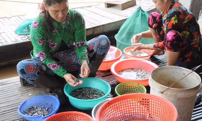 Cá linh không còn dồi dào như những năm trước, hiện có giá tới trên 100 ngàn đồng/kg.