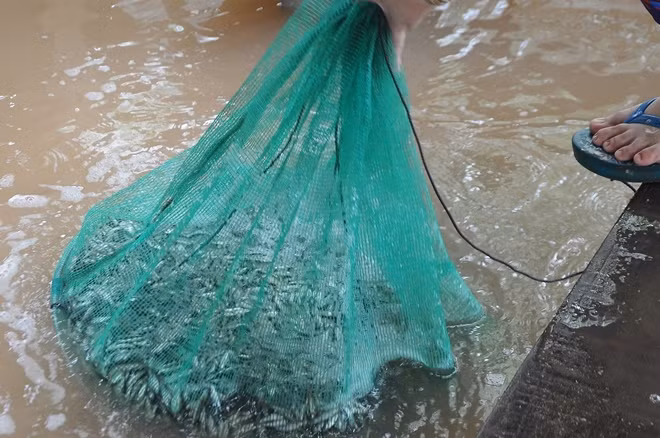 Cá linh, một đặc sản miền Tây chỉ có khi nước lũ về.
