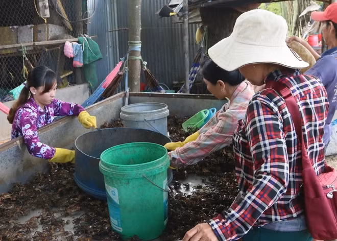 Cua đồng cũng rất nhiều trong mùa lũ.