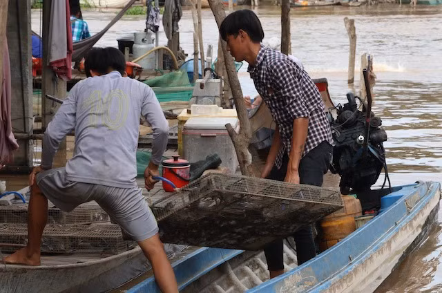 Lũ về, chuột đồng cũng phải dời lên gò cao, thân cây để tránh nước và trở thành mồi nhậu hấp dẫn không kém chi cá đồng. Nước lũ không chỉ cung cấp tôm cá, phù sa, mà còn góp phần tiêu diệt sâu bọ, chuột... giúp cho mùa màng bội thu.