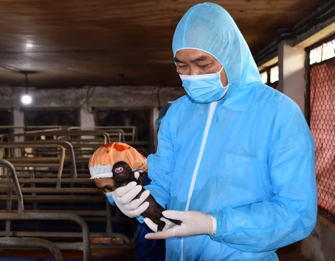 Việc nhân bản thành công lợn Ỉ là một bước tiến mới trong lĩnh vực khoa học công nghệ của Việt Nam.