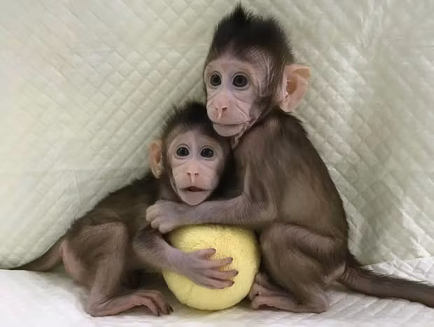 Hai chú khỉ Zhong Zhong và Hua Hua. Ảnh: CAS
