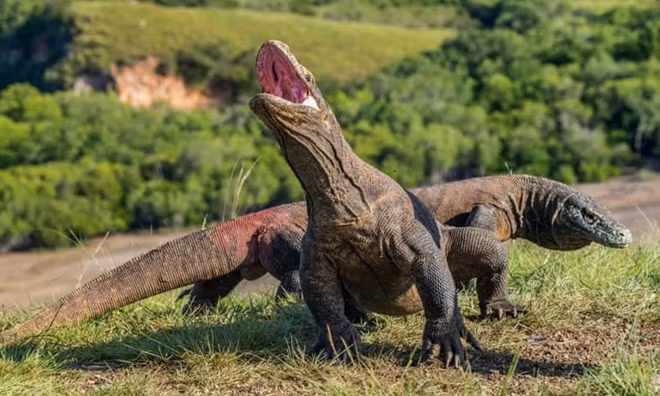 Rồng Komodo xuất hiện chủ yếu tại 3 hòn đảo lớn ở Indonesia. Ảnh: Alamy