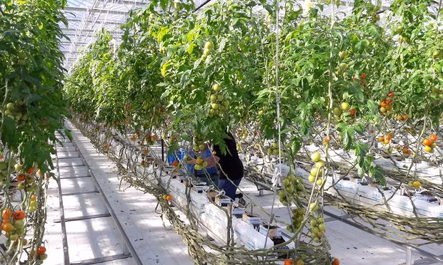 Cà chua được trồng tại nông trại Wonder Farm, một phần trong những nỗ lực tái thiết lại cuộc sống tại Iwwaki hậu thảm họa kép năm 2011. Ảnh: The Guardian