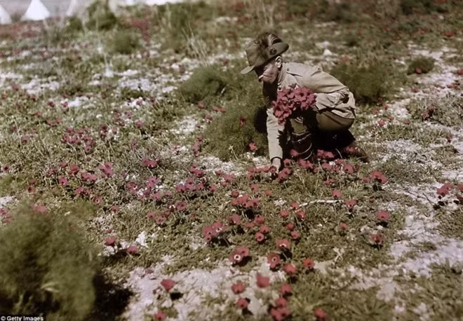 Một binh sỹ Australia có tên George "Pop" Redding đang nhặt những bông hoa trong một bức ảnh chụp năm 1918. Ảnh: Daily Mail