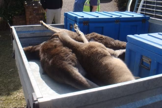 20 chú kangaroo, trong đó gồm cả những chú kangaroo, đã chết bởi một nhóm những kẻ dùng xe bán tải tấn công. Ảnh: ABC News