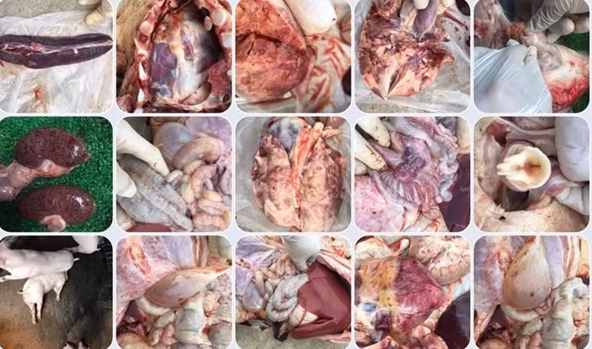 Nội tạng lợn bị bệnh ASF. Ảnh: Cục Thú y