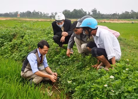 Quảng Trị thiệt hại nặng bởi nạn ốc bươu vàng