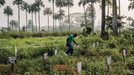 Loạt bài về dịch bệnh Ebola giúp NewYorkTimes thắng giải Pulitzer 2015.
