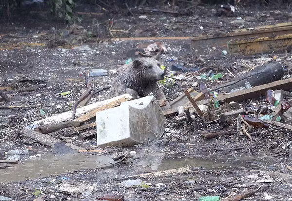 Chú gấu này đang cố thoát khỏi dòng nước lũ tại Tbilisi ngày 14/6/2015 . Ảnh: AP.