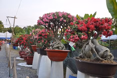 Các tác phẩm sứ, lan đoạt giải.