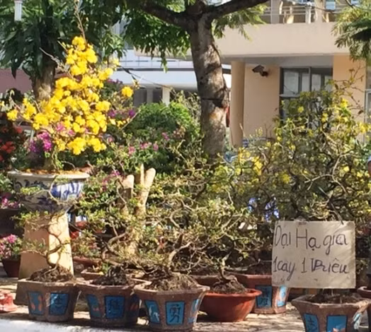 Nhiều nhà vườn treo biển "đại hạ giá" vì mai nở sớm.