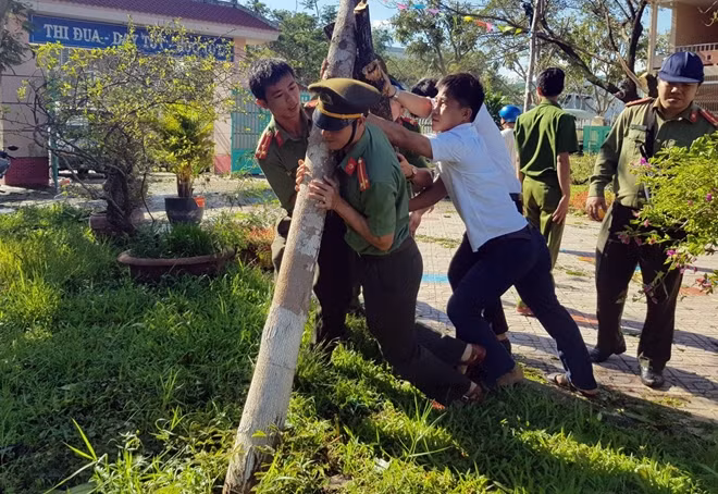 Chống dựng lại cây xanh bị ngã đổ sau bão.