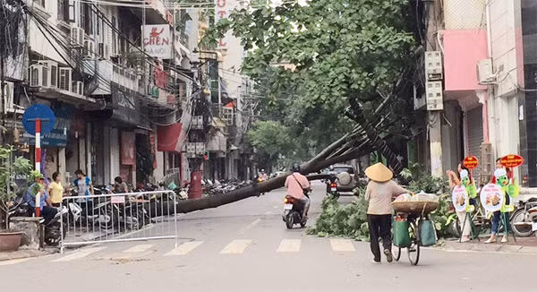 Cây đổ vắt ngang đường Mai Hắc Đế, xe máy muốn đi qua phải chui dưới thân cây. Cây đổ vắt ngang đường Mai Hắc Đế, xe máy muốn đi qua phải chui dưới thân cây.