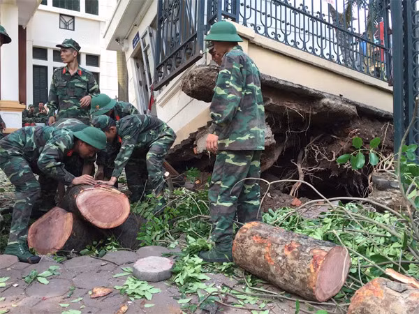 Cây xà cừ cổ thụ chốc rễ bẩy tung cả nhà nhà thường trực của Viện kiểm nghiệm dược (Bộ y tế). Cây xà cừ cổ thụ chốc rễ bẩy tung cả nhà nhà thường trực của Viện kiểm nghiệm dược (Bộ y tế).