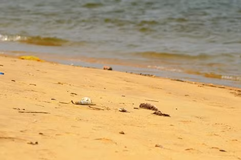 Nhiều loại cá chết trôi dạt vào bờ biển ở Quảng Bình.