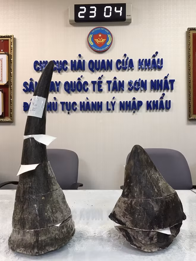 Đây là sừng của loài tê giác trắng châu Phi rất quý hiếm, giá trị tang vật theo thị trường tự do ước tính khoảng gần 8 tỷ đồng.
