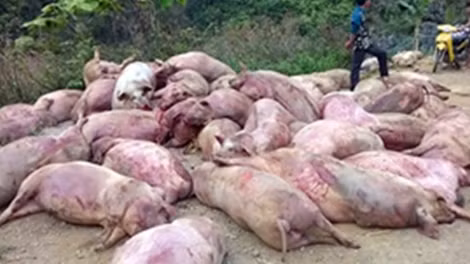 Số lợn bệnh bị vứt ngổn ngang bên đường.