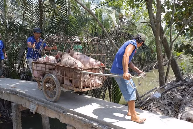 Đưa lợn đi tiêu huỷ.