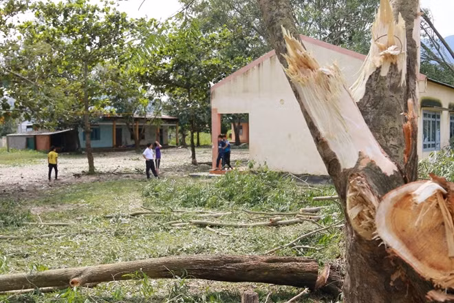Cây cối bị gãy đổ la liệt sau cơn bão