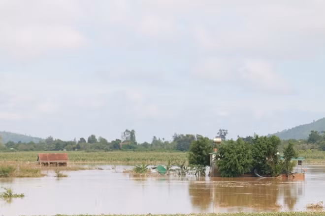 Tính đến sáng 6-11, hàng nghìn héc ta hoa màu như: Ngô, lúa, đậu, mía…vẫn ngập chìm trong biển nước