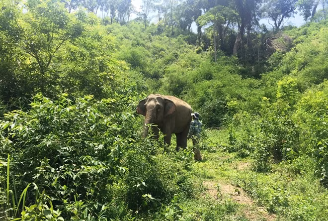 Voi H'Ban Nang khi còn mang thai