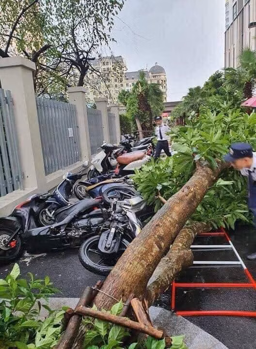 Cây đổ đè hàng loạt xe máy trên đường Hoàng Quốc Việt.