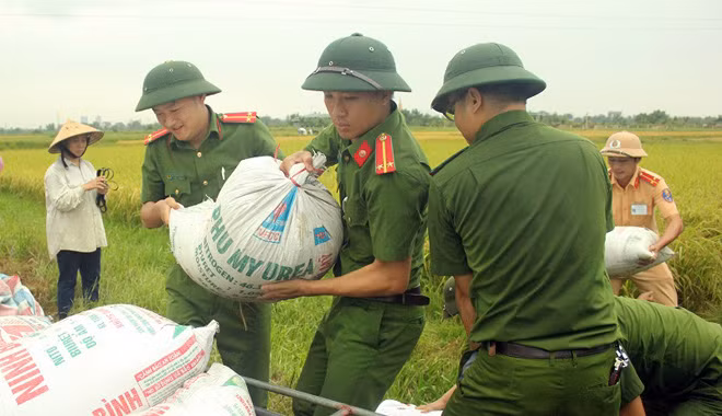 Nhiều cán bộ, chiến sỹ Công an Hà Tĩnh được điều động xuống các địa phương giúp bà con thu hoạch lúa hè thu chạy lũ.