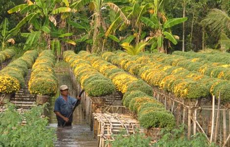 Người dân tất bật với những công đoạn cuối cùng chờ chuyển hoa ra thị trường. Người dân tất bật với những công đoạn cuối cùng chờ chuyển hoa ra thị trường.