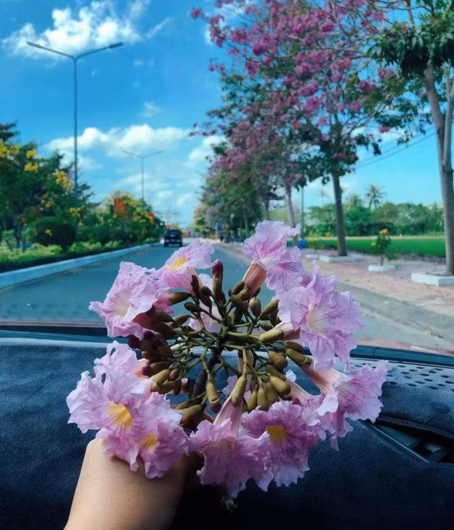 Cận cảnh một chùm hoa kèn hồng.