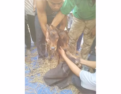 Bê con mới sinh có 2 đầu.