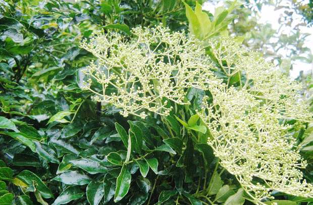 Cây Ưng bất bạc - dược liệu quý chữa bệnh gan.