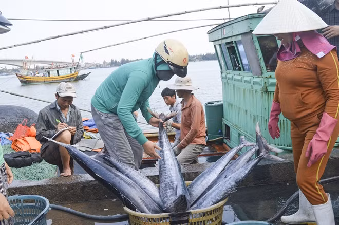 Chất lượng cá ở miền Trung vẫn chưa có kết luận cuối cùng (ảnh minh họa từ nguồn internet)