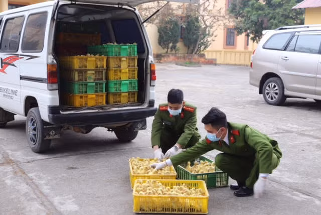 Lực lượng công an tham gia phòng chống dịch cúm gia cầm