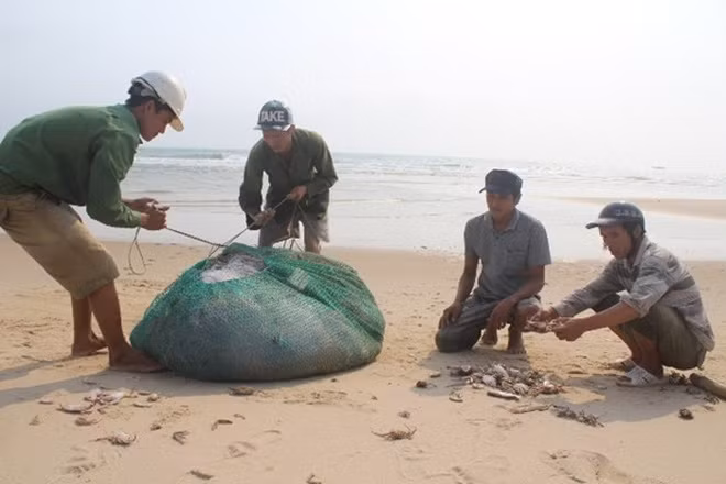 Cá biển miền Trung vẫn chưa đảm bảo an toàn cho sức khỏe (ảnh: Trần Tuấn) Cá biển miền Trung vẫn chưa đảm bảo an toàn cho sức khỏe (ảnh: Trần Tuấn)