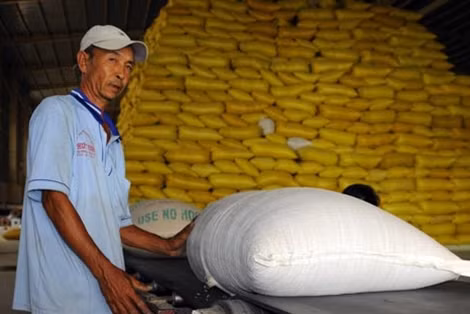 Gạo tại kho trữ của Công ty CP Gentraco – doanh nghiệp thành viên VFA, chuẩn bị đưa vào lau bóng, phục vụ xuất khẩu.
