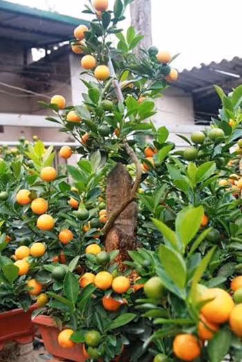 Mỗi cây được tạo thế, dáng khác nhau và việc lựa chọn bình cũng phải phù hợp với từng dáng của mỗi cây.