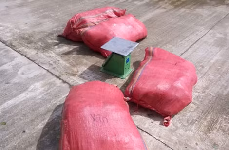Nếu lực lượng CSGT Công an tỉnh Quảng Nam không kịp thời phát hiện, thì gần nửa tấn thịt heo hôi thối này sẽ theo xe khách tuồn về TP Đà Nẵng để vào nhà hàng phục vụ thực khách.