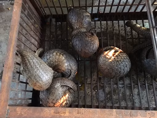 Săn lùng tê tê, gom về giao cho các nhà hàng đặc sản thú rừng ảnh 4