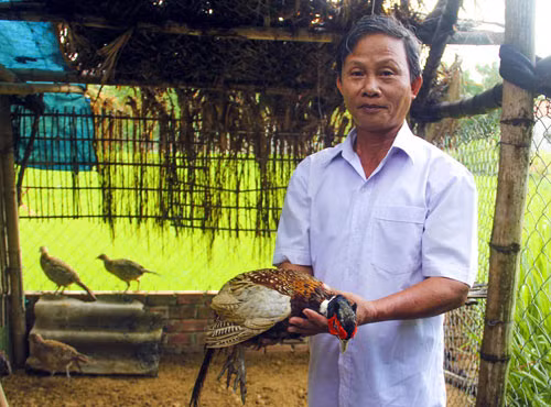 Ông Trần Văn Chức đang hướng dẫn cách nuôi chim trĩ cho bà con trong vùng.