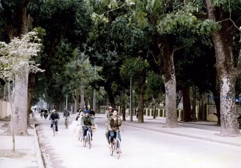 Trong khi phố Phan Đình Phùng gắn liền với cây sấu thì phố Hoàng Diệu gợi nhớ đến ba hàng xà cừ cổ thụ. Theo sử sách ghi lại, trước đây cây xà cừ từng được người Pháp cho trồng nhưng do cây có rễ chùm, bám nông, phá vỡ quy hoạch kiến trúc đường, hè phố nên đã loại khỏi danh sách cây xanh đô thị. Khoảng những năm 1950 trở đi, các nhà đô thị Việt Nam cho trồng cây này trở lại. Trong ký ức tuổi thơ của nhiều người thế hệ trước, cây xà cừ vô cùng thân thương bởi đó là nơi trưa hè đuổi bướm, bắt ve,