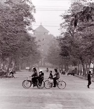 "Hà Nội mùa thu, cây cơm nguội vàng...", trong lời ca của nhạc sĩ Trịnh Công Sơn giờ chỉ còn là dĩ vãng. Trong bức hình chụp năm 1980 của John Ramsden, có thể nhìn thấy hàng cây cơm nguội (cây sếu) được người Pháp trồng nhiều trên tuyến phố Lý Thường Kiệt. Nhưng cây đã bị phá bỏ nhiều do bị sâu đục, tầm gửi bám. Về sau phố Lý Thường Kiệt gắn với loài cây phượng vĩ.