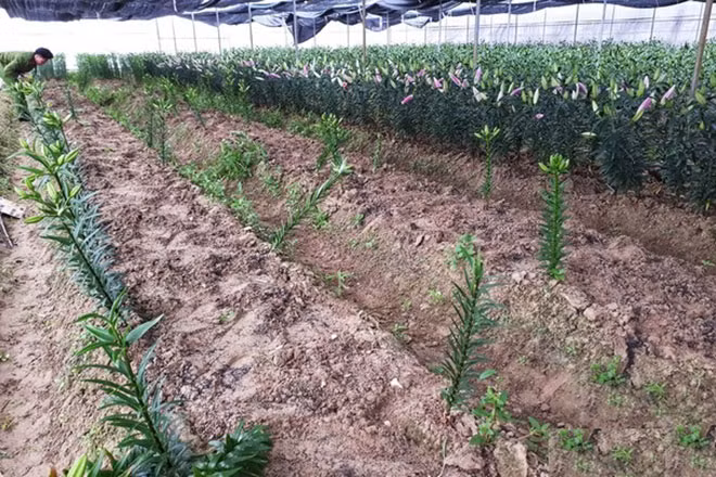 Chỉ sau một đêm, kẻ gian đã nhổ trộm 1.400 cây hoa ly gần đến ngày thu hoạch của người dân xã Nghi Long, huyện Nghi Lộc, Nghệ An.
