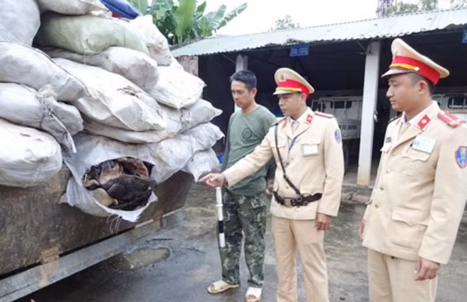 Phương tiện và gần 4 tấn da trâu bò bốc mùi hôi thối.