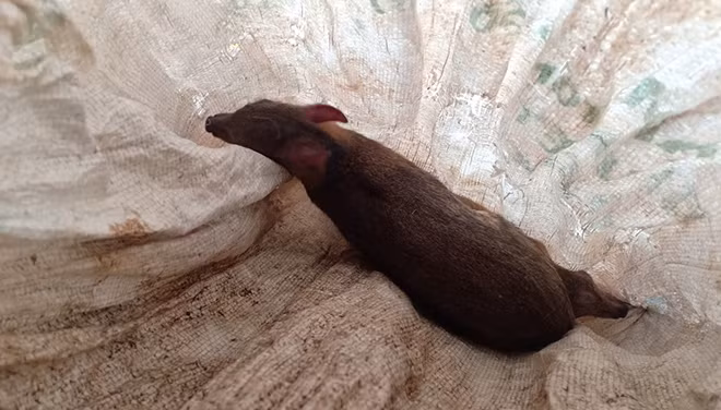 Một con cheo bị đối tượng Hoàng Văn Tuyên bắn bị thương Một con cheo bị đối tượng Hoàng Văn Tuyên bắn bị thương